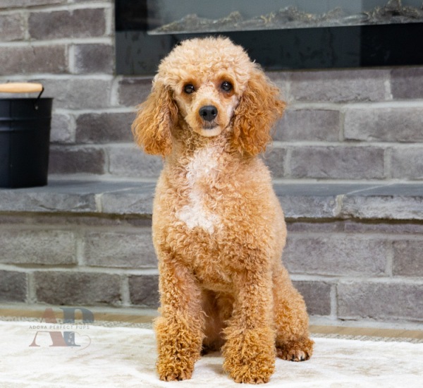 Ezra AKC - Poodle Miniature