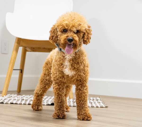 Ezra AKC - Poodle Miniature