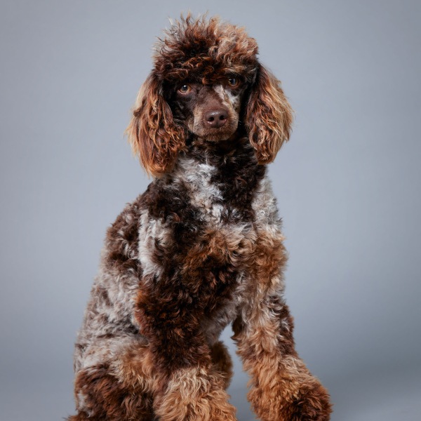 Snickers - Poodle Miniature