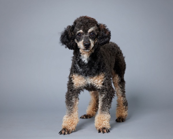 Ezekiel AKC - Poodle Miniature