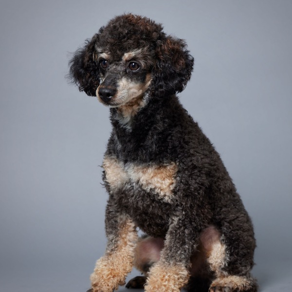 Ezekiel AKC - Poodle Miniature