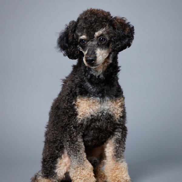 Ezekiel AKC - Poodle Miniature