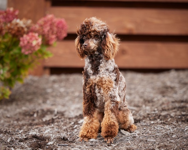 Snickers - Poodle Miniature