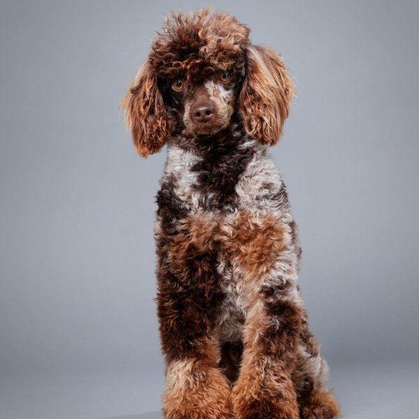 Snickers - Poodle Miniature