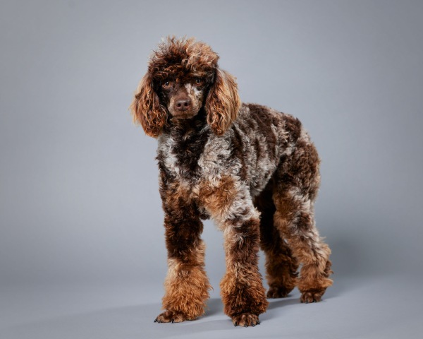 Snickers - Poodle Miniature