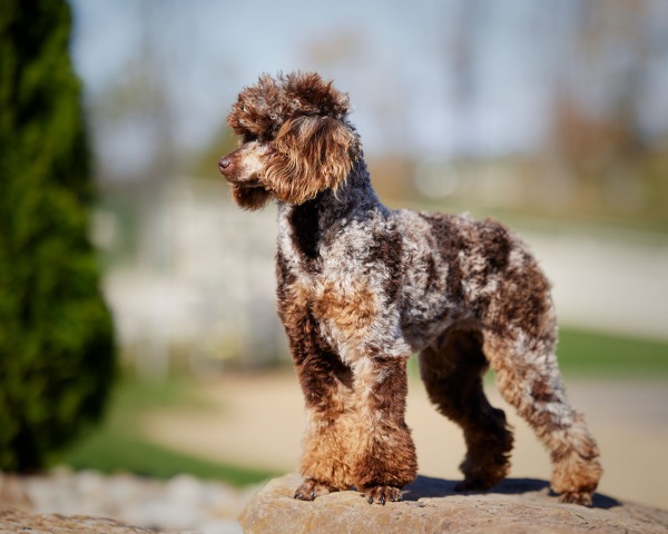 Snickers - Poodle Miniature