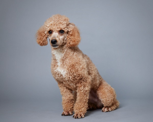 Ezra AKC - Poodle Miniature