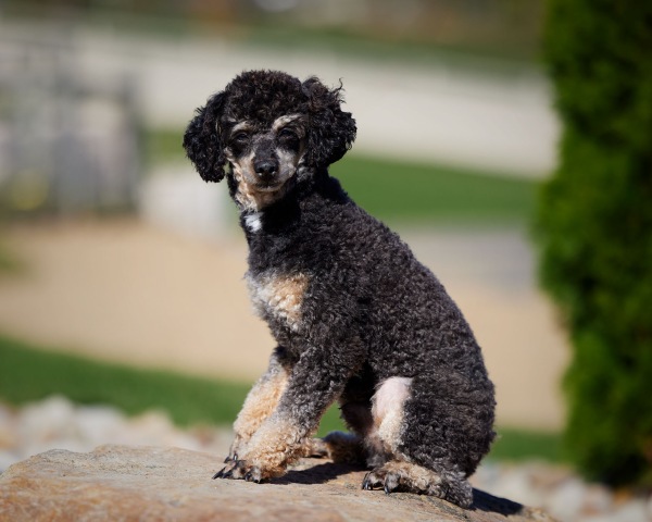 Ezekiel AKC - Poodle Miniature