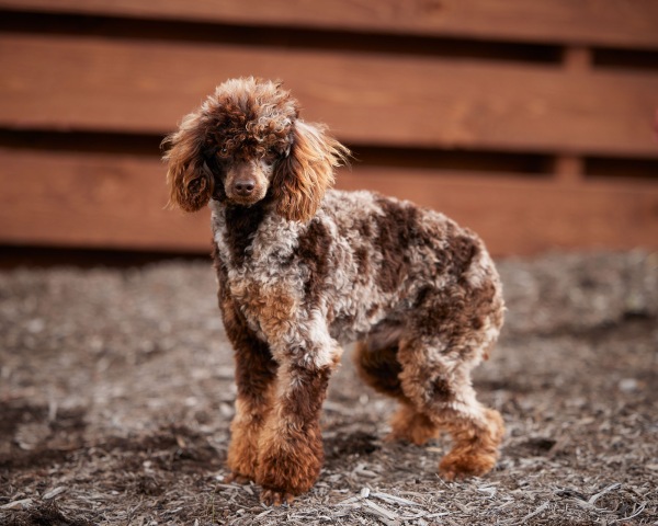 Snickers - Poodle Miniature