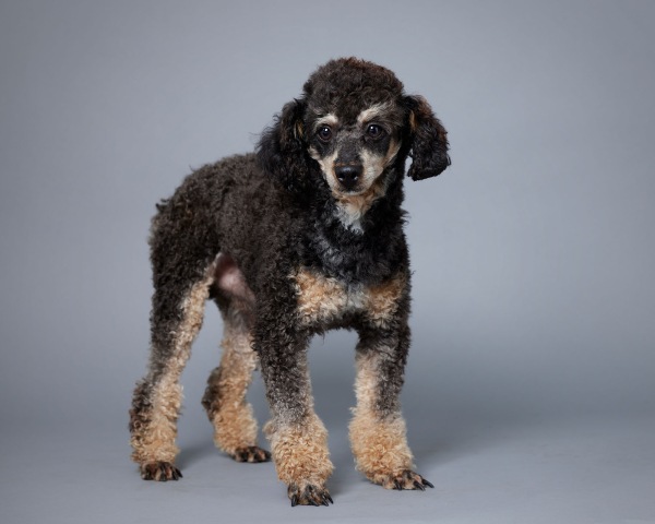 Ezekiel AKC - Poodle Miniature