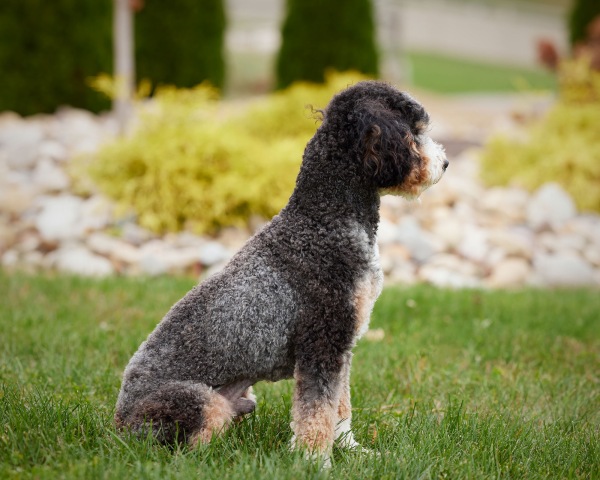 Bentley  - Bernedoodle Miniature