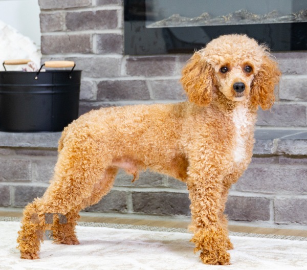 Ezra AKC - Poodle Miniature