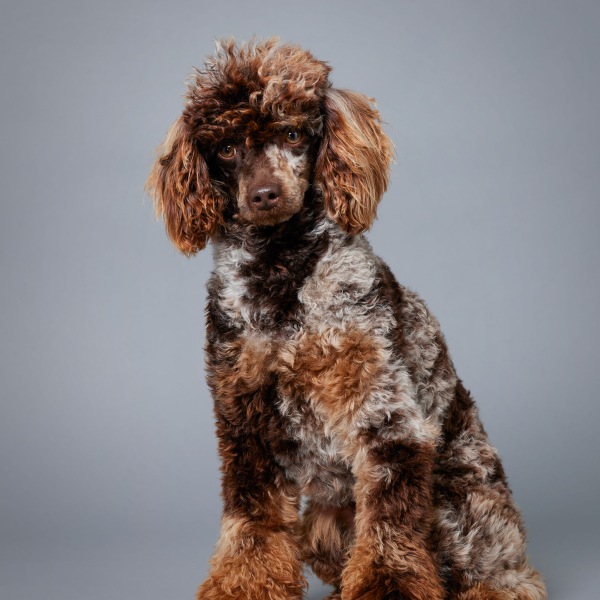 Snickers - Poodle Miniature