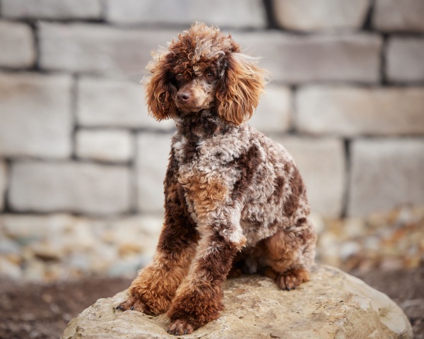 Snickers - Poodle Miniature