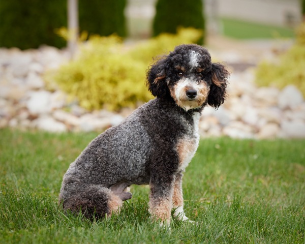 Bentley  - Bernedoodle Miniature