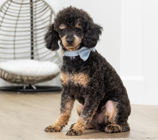 Ezekiel AKC - Poodle Miniature