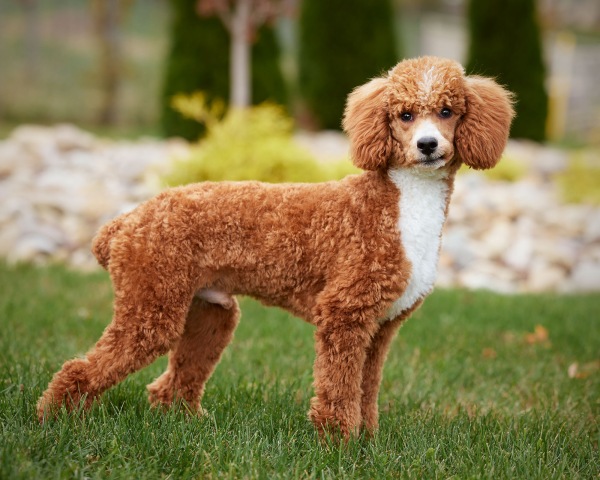 Porter - Poodle Miniature