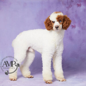 Arlo