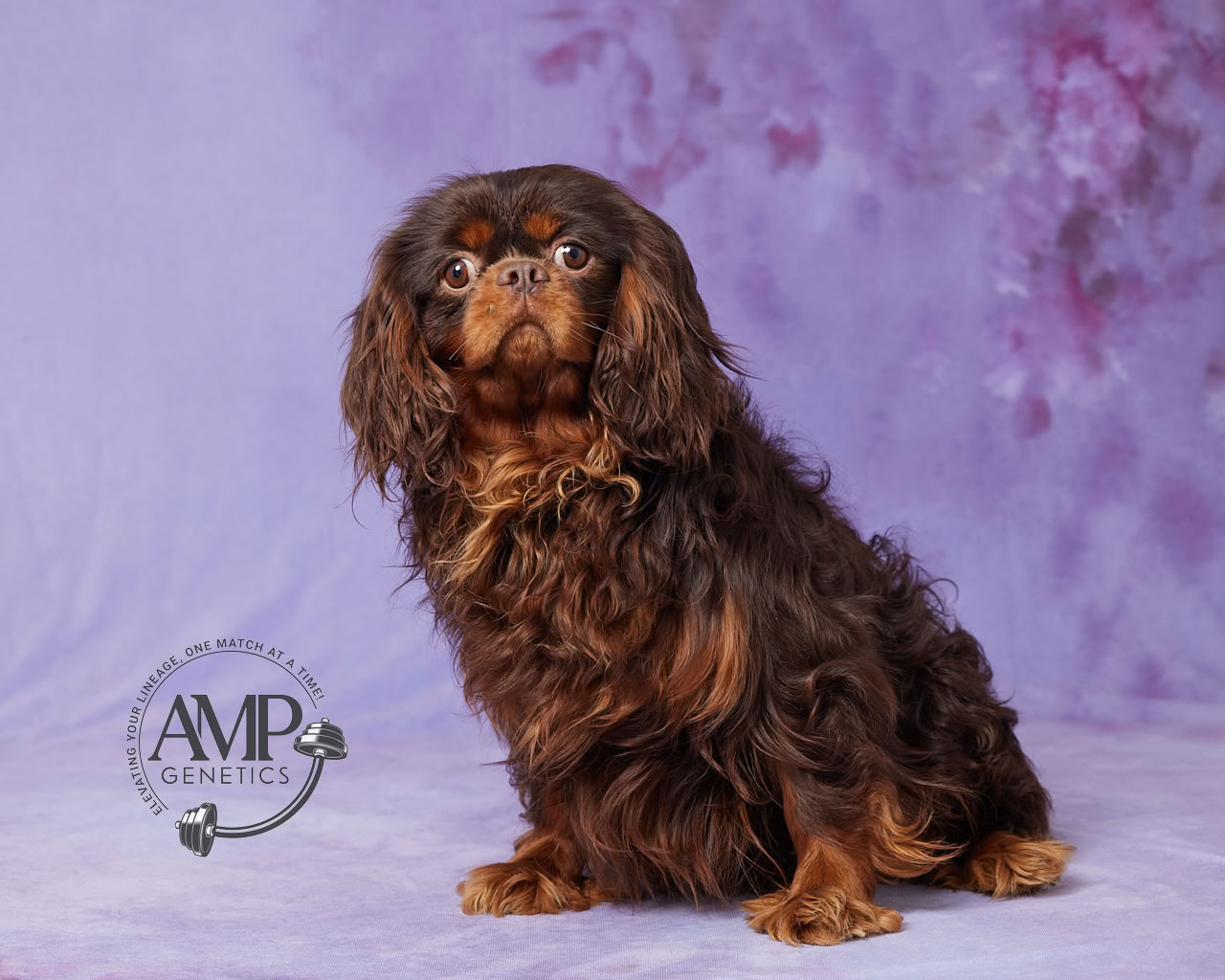 Arthur Male Cavalier