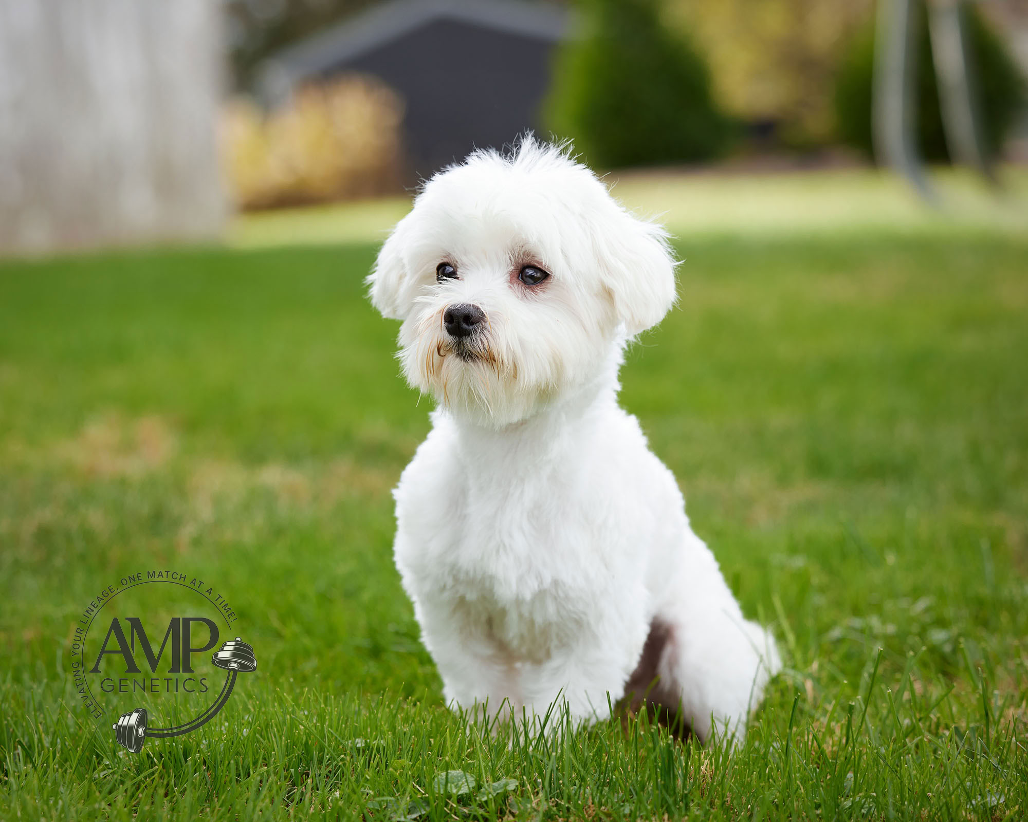 Bingo Male Maltese