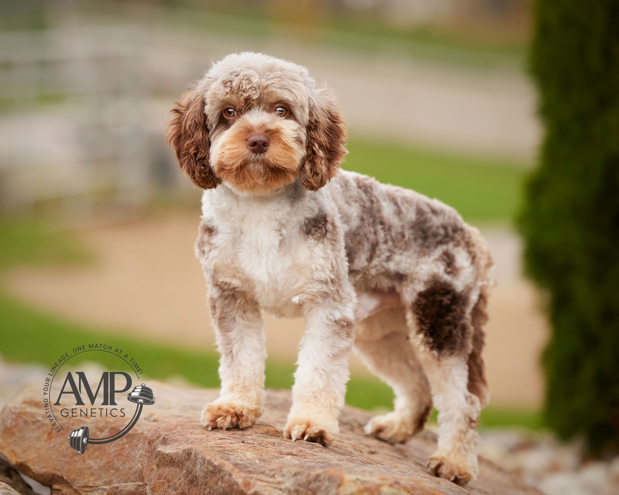Champion Male Cavapoo