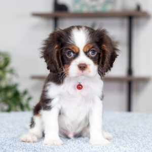 Cooper