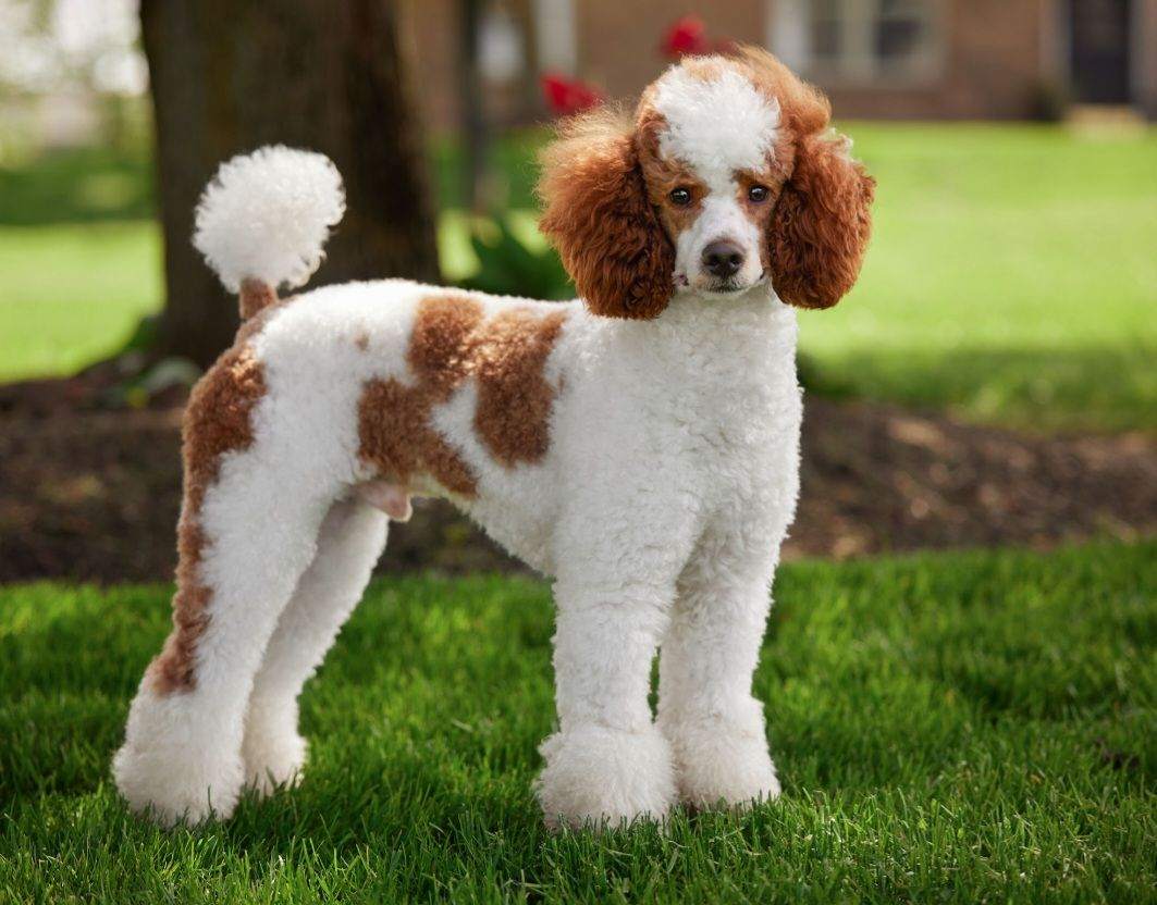 Firestone Male Poodle