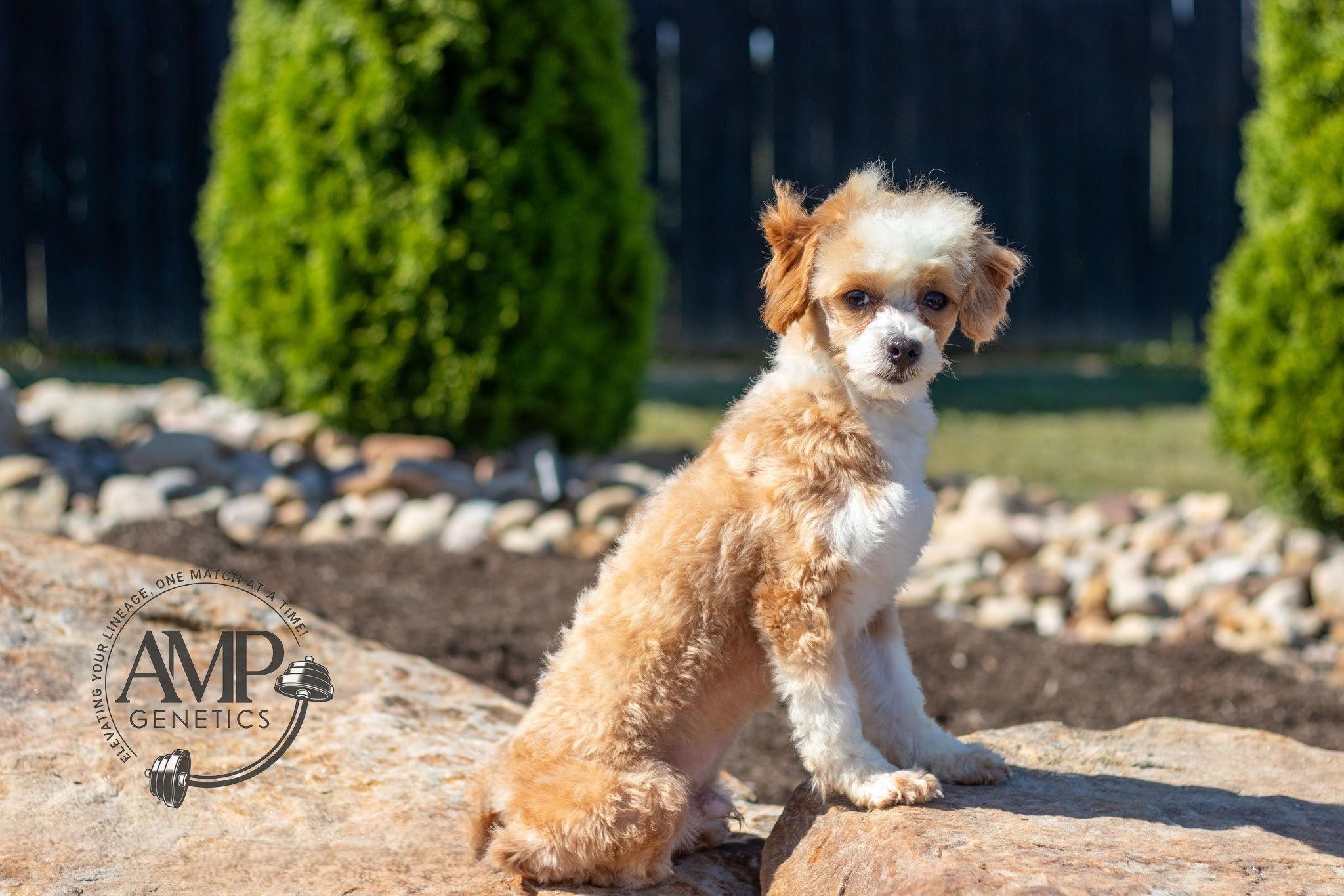 Juno Male Maltipoo