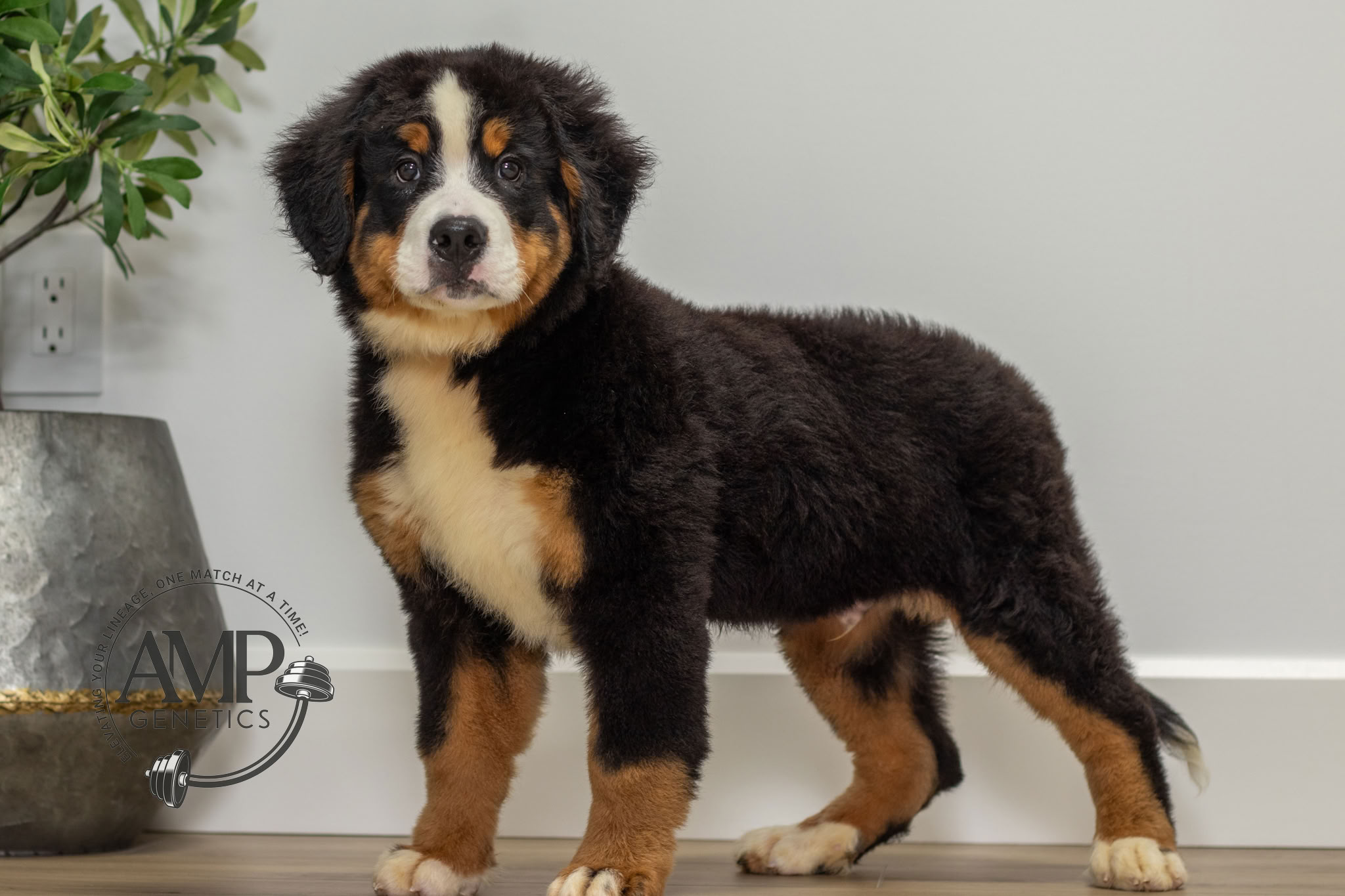 Kade Male Bernese