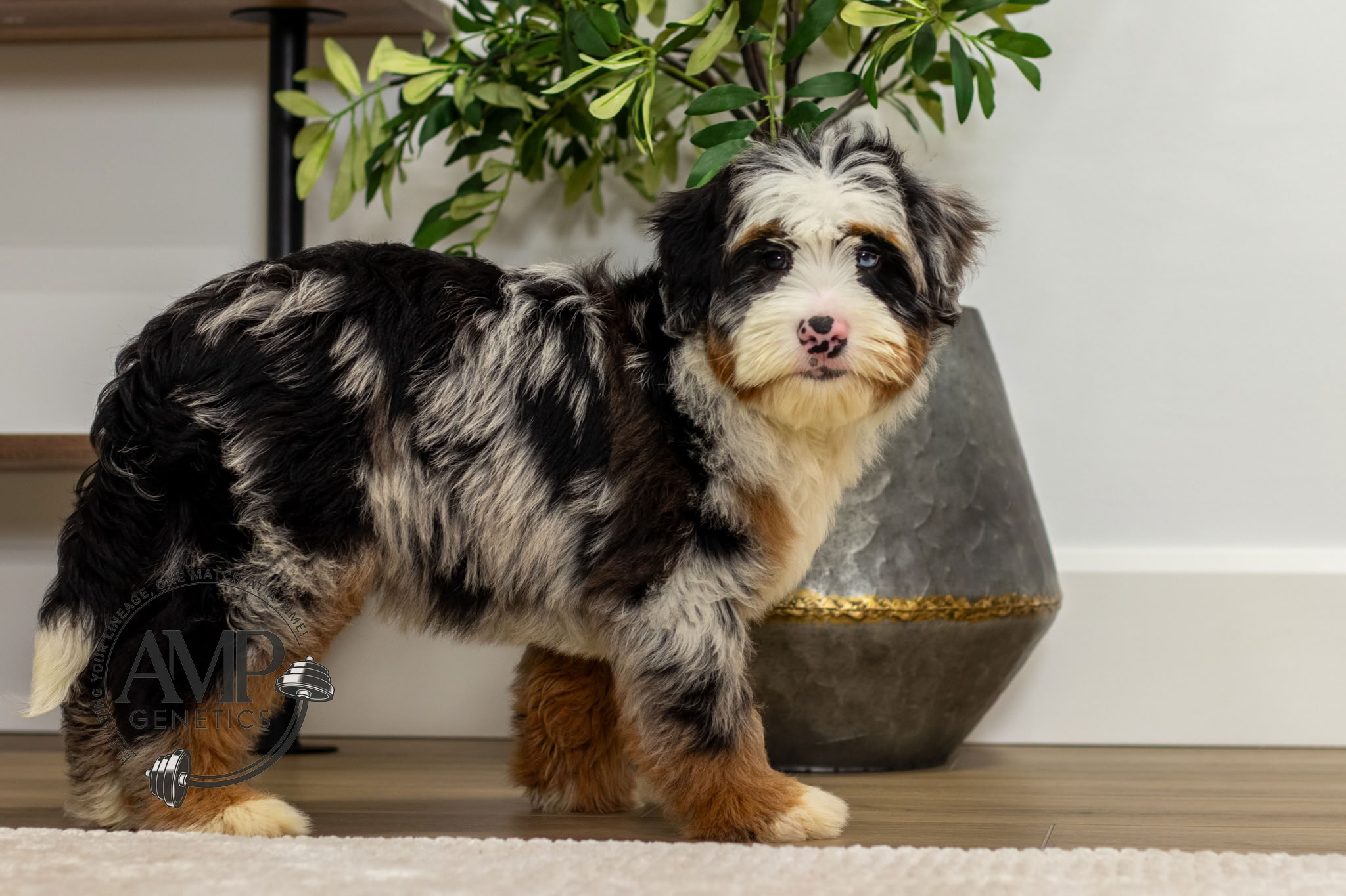 Max Male Bernedoodle