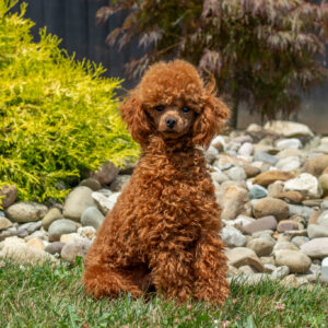 Teddy