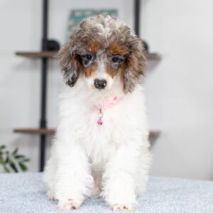 Elsa - Female - Poodle