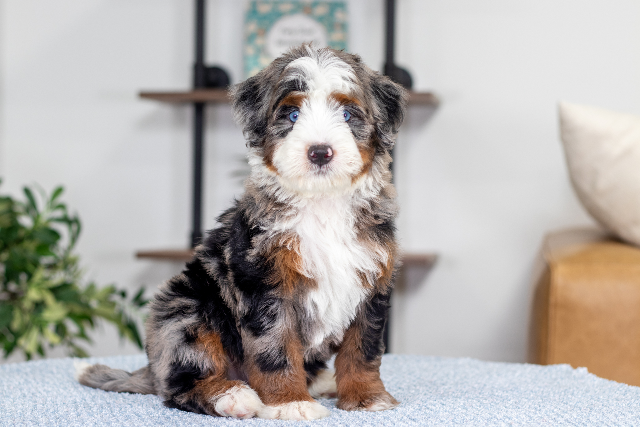 Ice Blue Male Bernedoodle