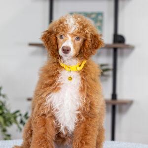 Lucy - Female - Poodle