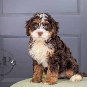 Truffles Mini Bernedoodle